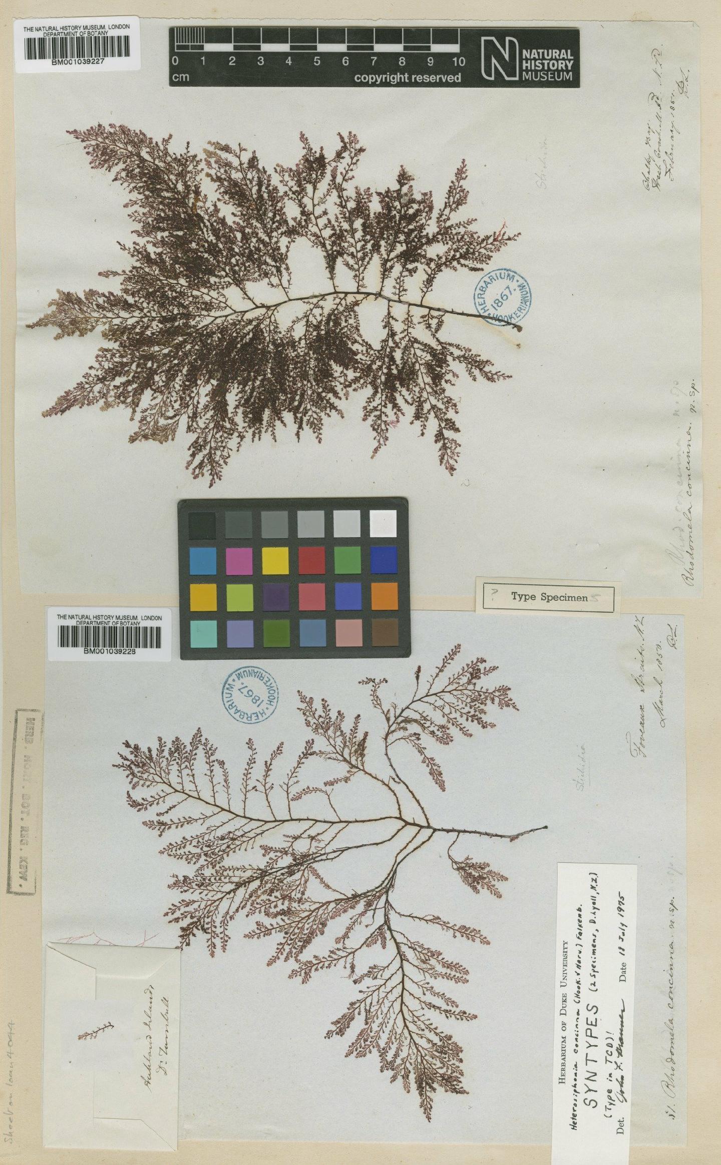 To NHMUK collection (Heterosiphonia concinna (Hook.f. & Harv.) Falkenb.; Syntype; NHMUK:ecatalogue:710171)