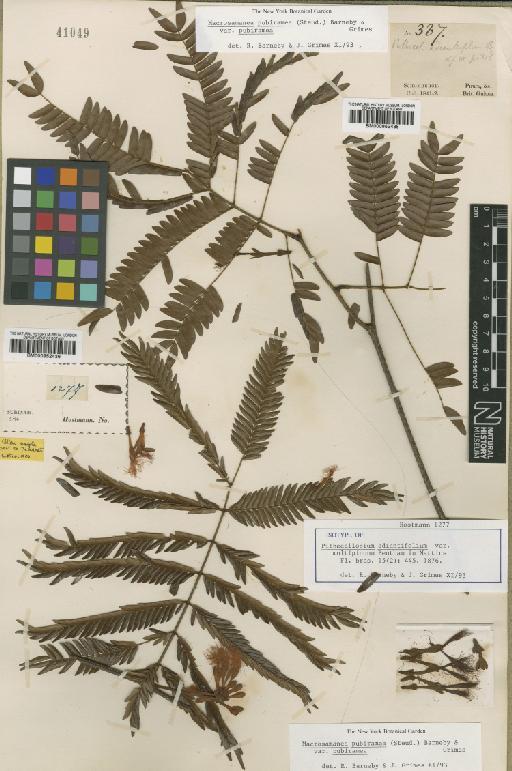 Macrosamanea pubiramea var. pubiramea (Steud) Barneby & J.W.Grimes - BM000952438