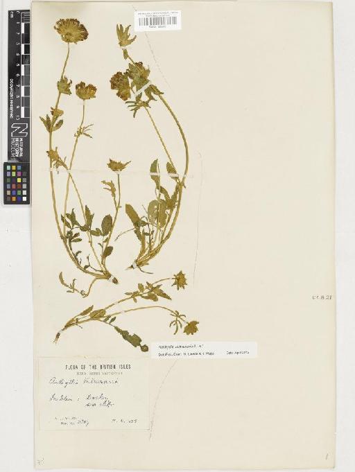 Anthyllis vulneraria L. - BM001128505