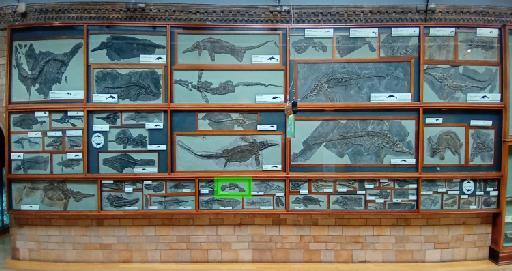 Ichthyosaurus De la Beche & Conybeare, 1821 - Location in Fossil Way: NHMUK_PV_R_1068