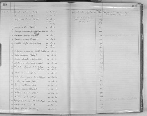 Asbestopluma calyx Hentschel, 1914 - Zoology Accessions Register: Spongiida: 1929 - 1938: page 100