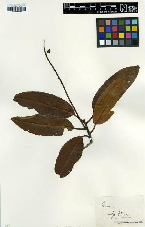 Prunus lusitanica L. - BM000939390