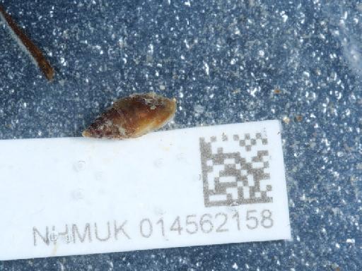 Leucophytia bidentata subterclass Tectipleura (Montagu, 1808) - 014562158_2