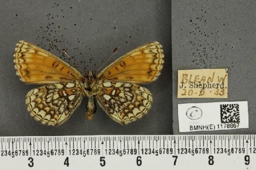 Melitaea athalia ab. subtusnigrescens Caruel, 1944 - BMNHE_1178867_56593