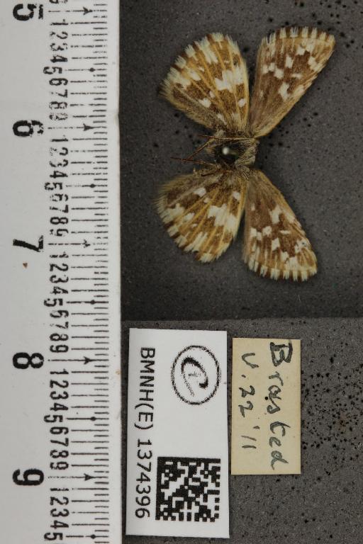 Pyrgus malvae (Linnaeus, 1758) - BMNHE_1374396_161111