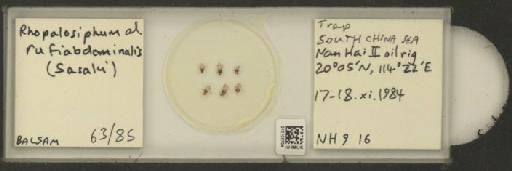 Rhopalosiphum rufiabdominalis Sasaki, 1899 - 010108704_112780_1095924