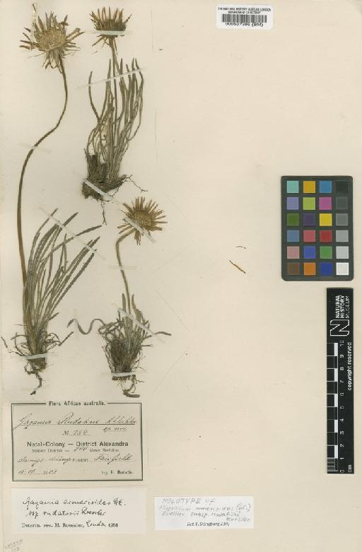 Hirpicium armerioides subsp. rudatisii (DC.) Roessler - BM000537396