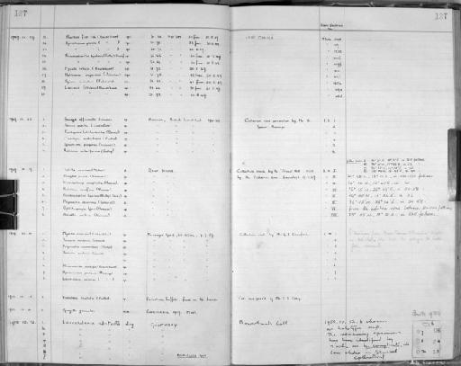 Cinachyra australiensis (Carter) - Zoology Accessions Register: Spongiida: 1938 - 1954: page 137