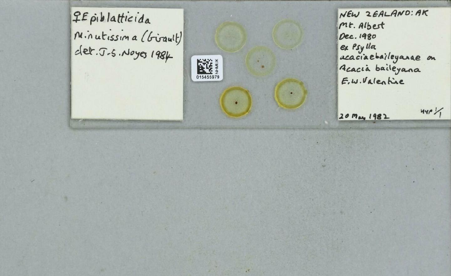 Epiblatticida