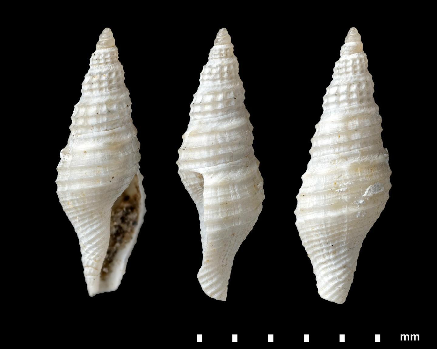 Drillia audax