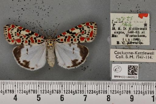 Utetheisa pulchella (Linnaeus, 1758) - BMNHE_1663023_283552