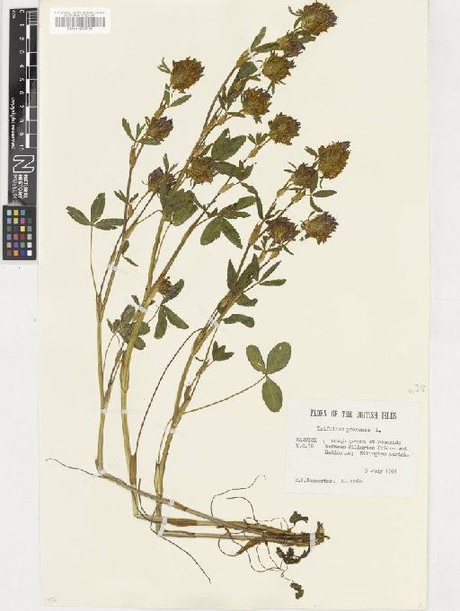 Trifolium pratense L. - BM001036731