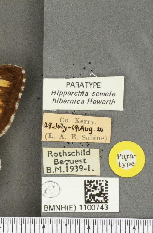 Hipparchia semele hibernica Howarth, 1971 - BMNHE_1100743_label_11834