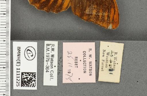 Argynnis paphia ab. ocellata Frings, 1902 - BMNHE_1111225_label_66017