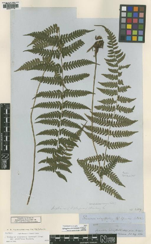 Diplazium caracasanum (Willd.) T.Moore - BM000777186