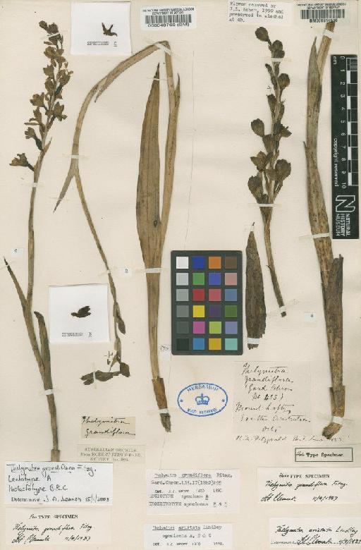 Thelymitra grandiflora Fitzg. - BM000048766