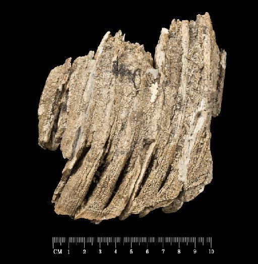 Palaeoloxodon antiquus (Falconer, 1857) - OR45870_8 Palaeoloxodon antiquus NHM Left lower molar fragment