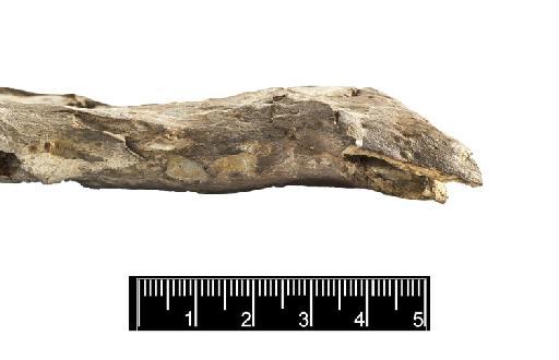 Steneosaurus hulkei Andrews 1913 - PV R 2074 skull 007