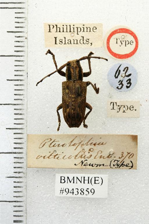 Pterolophia vitticollis Newman, 1842 - Pterolophia vitticollis Type