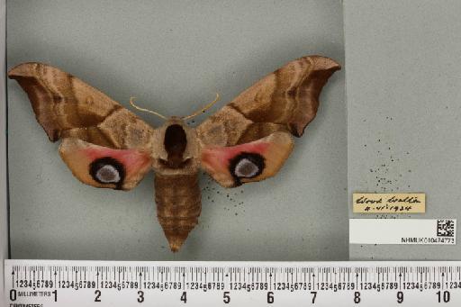 Smerinthus ocellata ocellata (Linnaeus, 1758) - NHMUK_010474773_525073