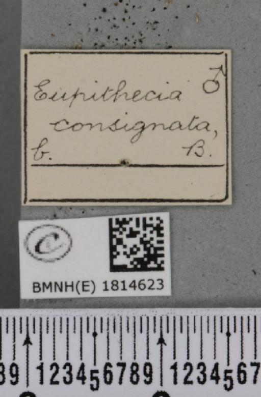 Eupithecia insigniata insigniata (Hübner, 1790) - BMNHE_1814623_label_388734