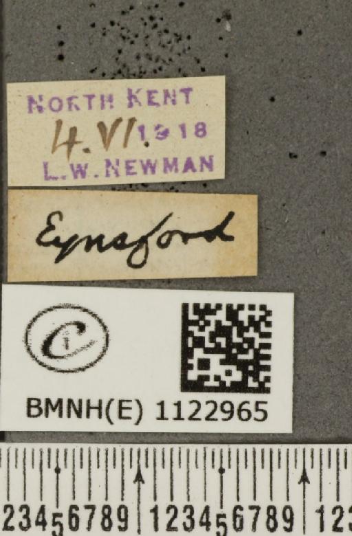 Pyrgus malvae (Linnaeus, 1758) - BMNHE_1122965_label_77888