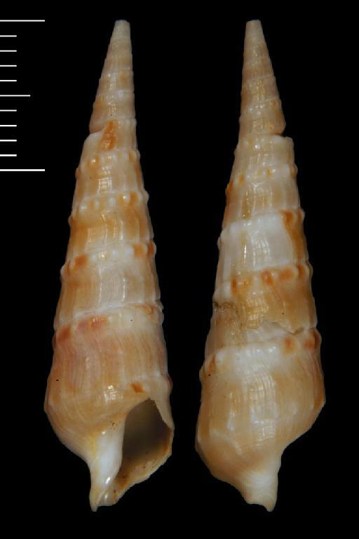 Terebra (Myurella) subnodosa Carpenter, 1857 - 1979157