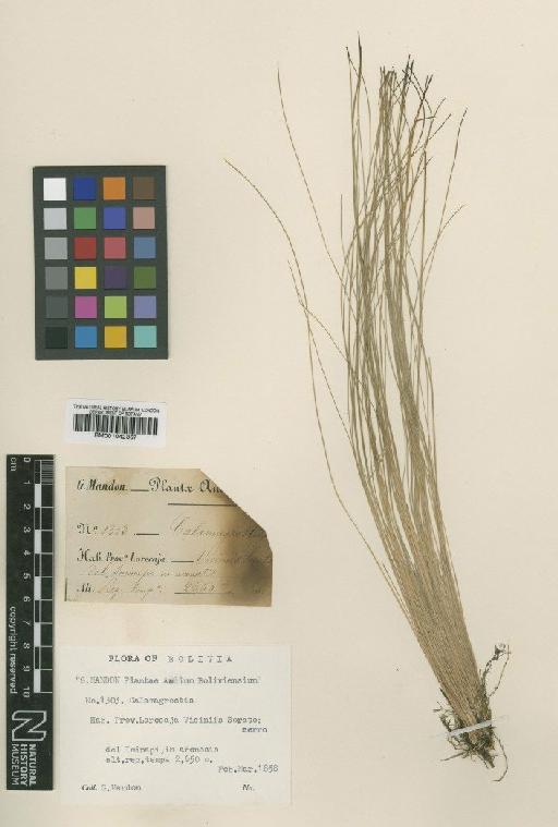 Calamagrostis filifolia Merr. - BM001042367