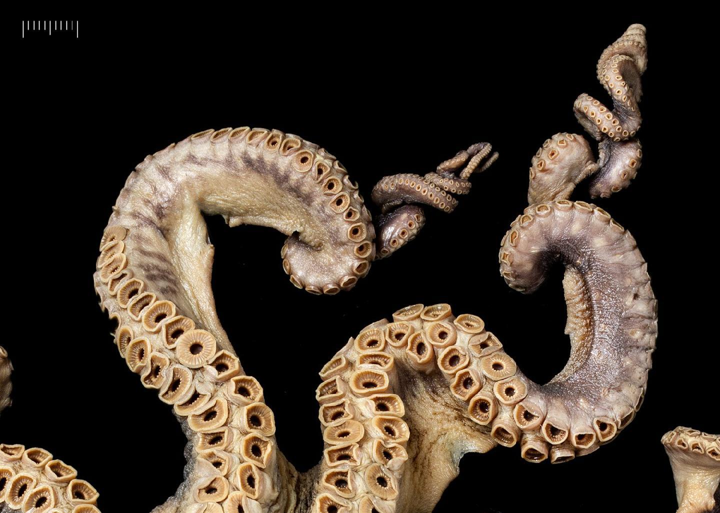 To NHMUK collection (Octopus tonganus Hoyle, 1885; SYNTYPE; NHMUK:ecatalogue:7776298)