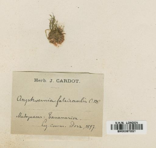 Aongstroemia filiformis (P.Beauv.) Wijk & Margad. - BM000870221