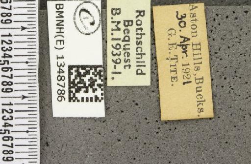 Erynnis tages tages ab. suffusa-transversa Tutt, 1906 - BMNHE_1348786_label_157929
