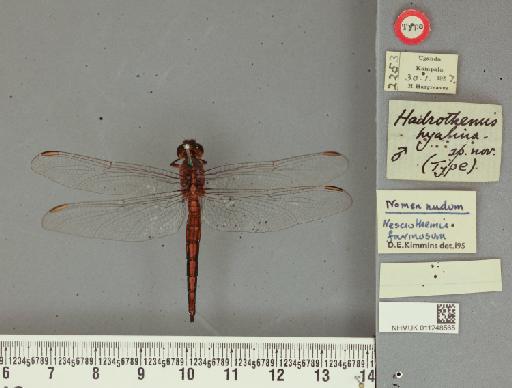 Nesciothemis hyalina Fraser - 011248565_Hadrothemis_hyalina_T_labels