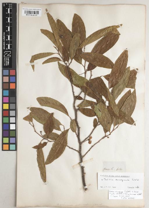 Rollinia emarginata Schltdl. - BM013399987