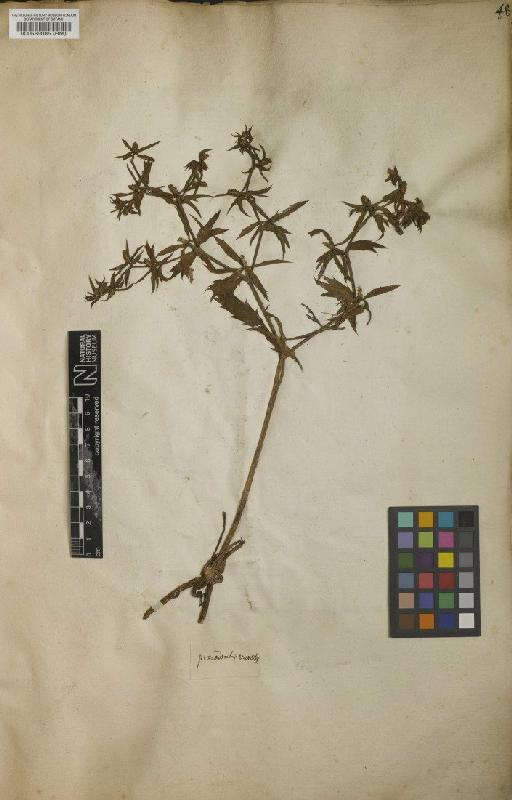 Eryngium foetidum L. - BM000589085