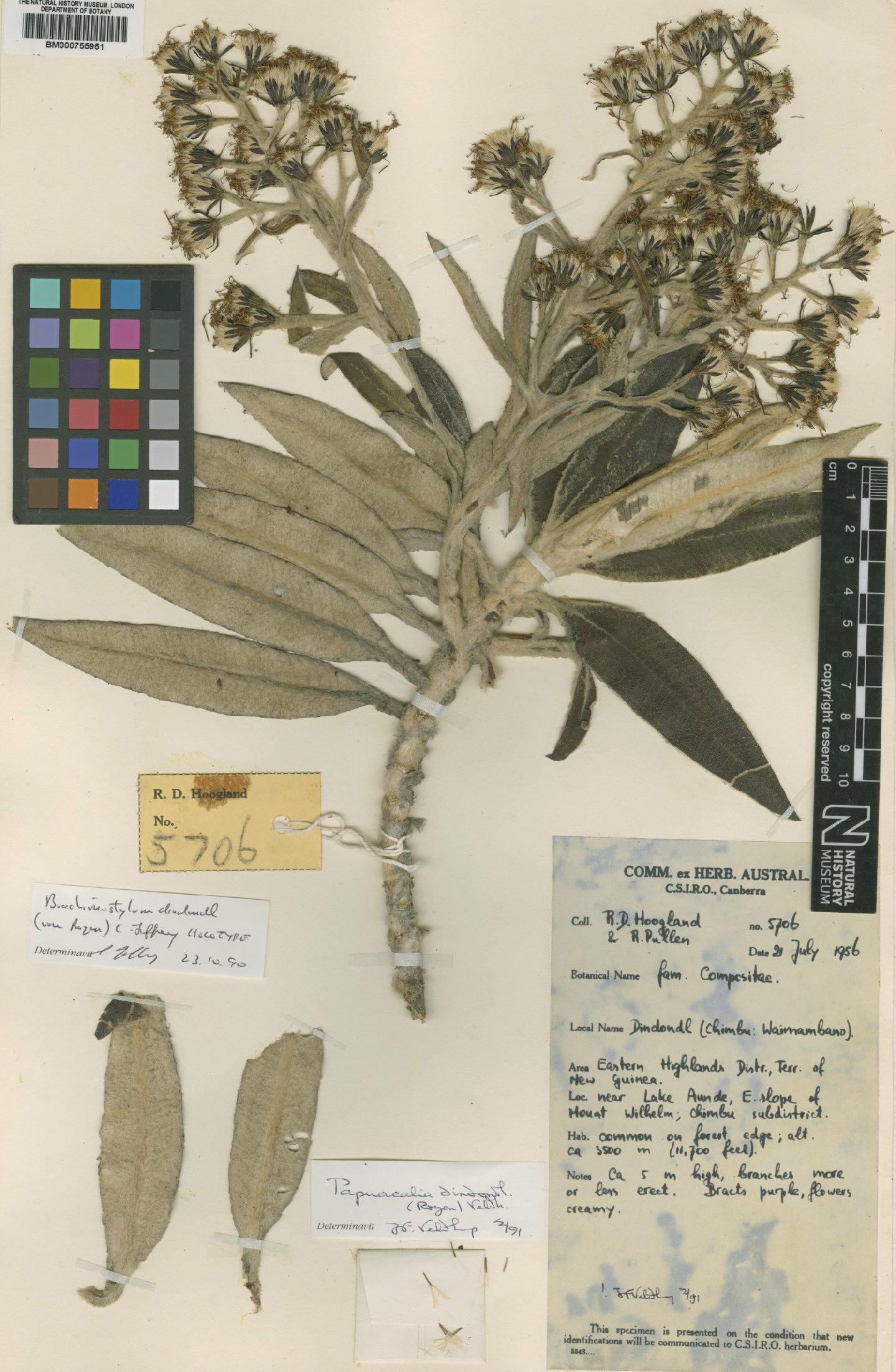 To NHMUK collection (Papuacalia dindondl Veldkamp; Holotype; NHMUK:ecatalogue:4988018)
