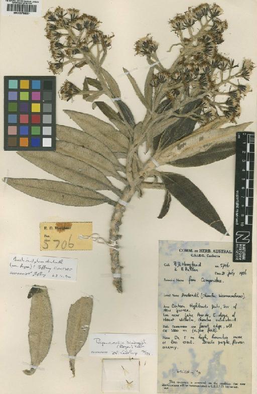 Papuacalia dindondl Veldkamp - BM000755951