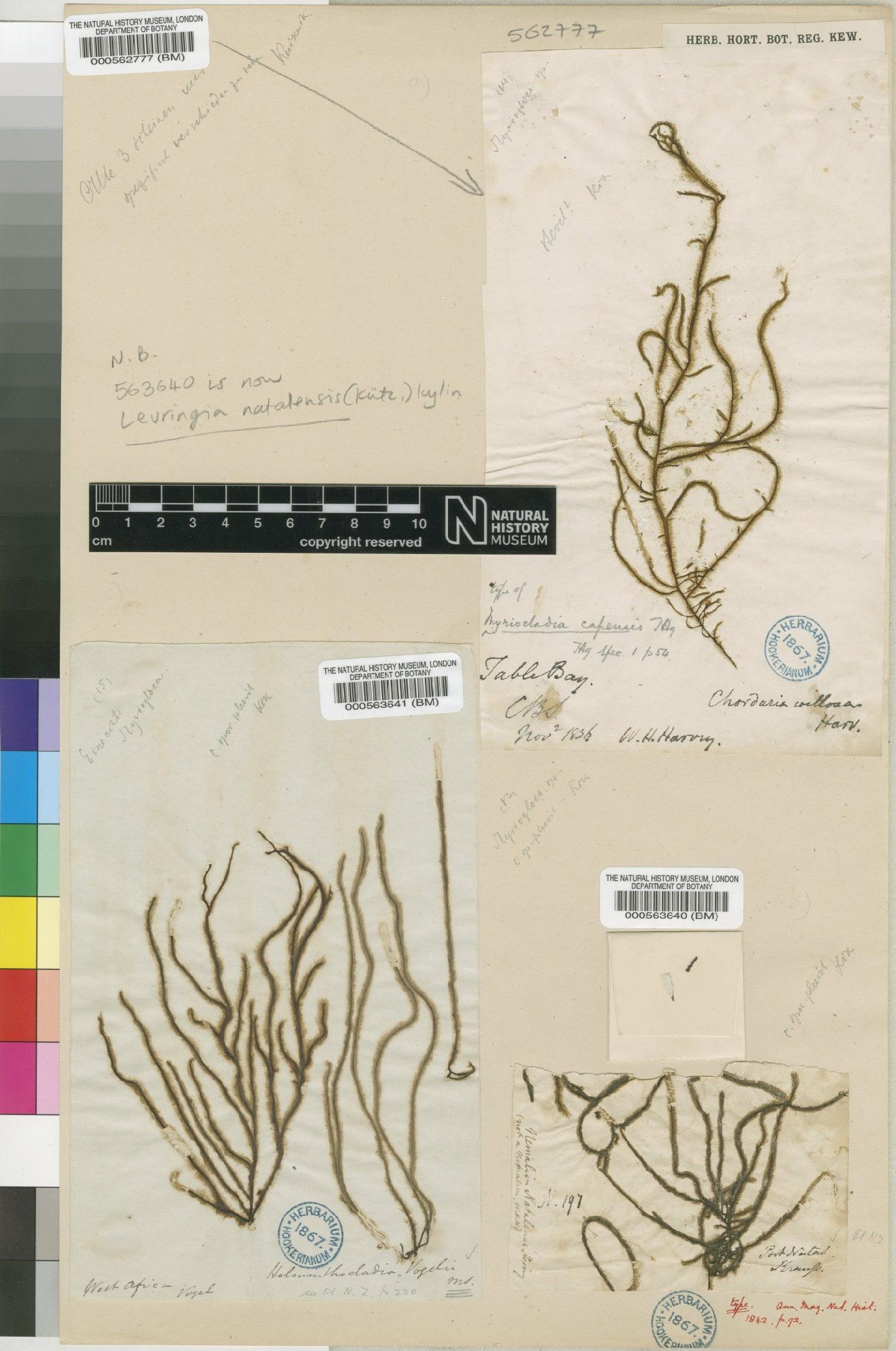 To NHMUK collection (Chordaria villosa Harvey; Type; NHMUK:ecatalogue:4722065)