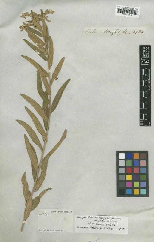 Vernonia sagraeana DC. - BM001009148