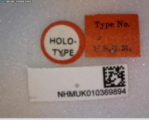 Lypha noctifer Aldrich, 1934 - Lypha noctifer HT labels 2