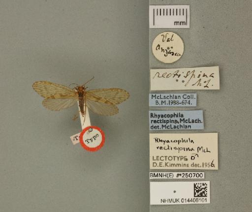 Rhyacophila rectispina McLachlan, 1884 - 014406101_175589_1755930