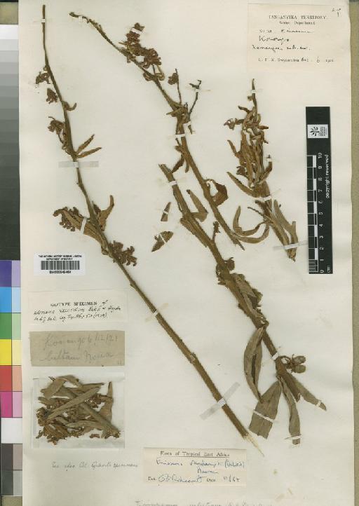 Eriosema vanderystii (De Wild.) Hauman - BM000842464