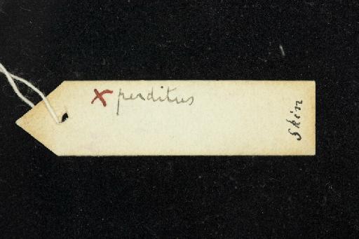 Rhinolophus perditus K. Andersen, 1918 - 1905_11_3_15-Rhinolophus_perditus-Holotype-Skull-label_reverse