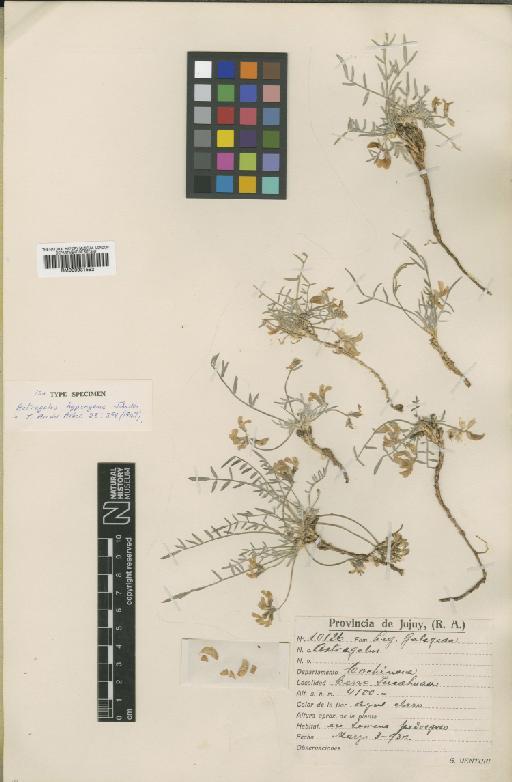 Astragalus hypsogenus I.M.Johnst. - BM000931592