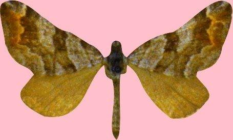 Carsia sororiata anglica Prout, 1937 - BMNH(E)_1830294