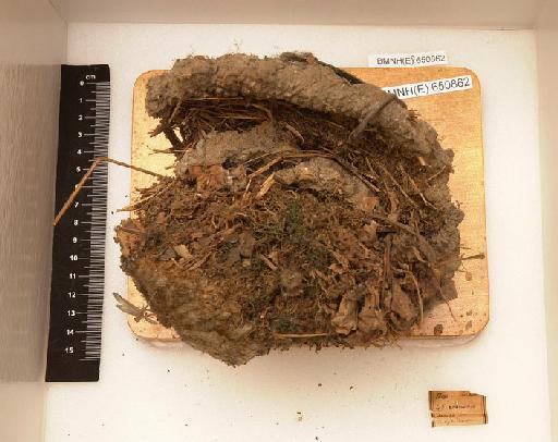Bombus (Thoracobombus) muscorum (Linnaeus, 1758) - Hymenoptera Nest BMNH(E) 650862