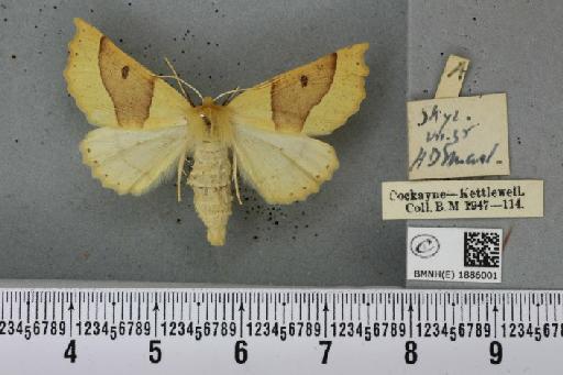 Crocallis elinguaria ab. fasciata Gillmer, 1908 - BMNHE_1886001_453037