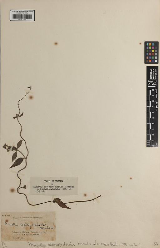 Manettia coccocypseloides Wernham - BM001191293