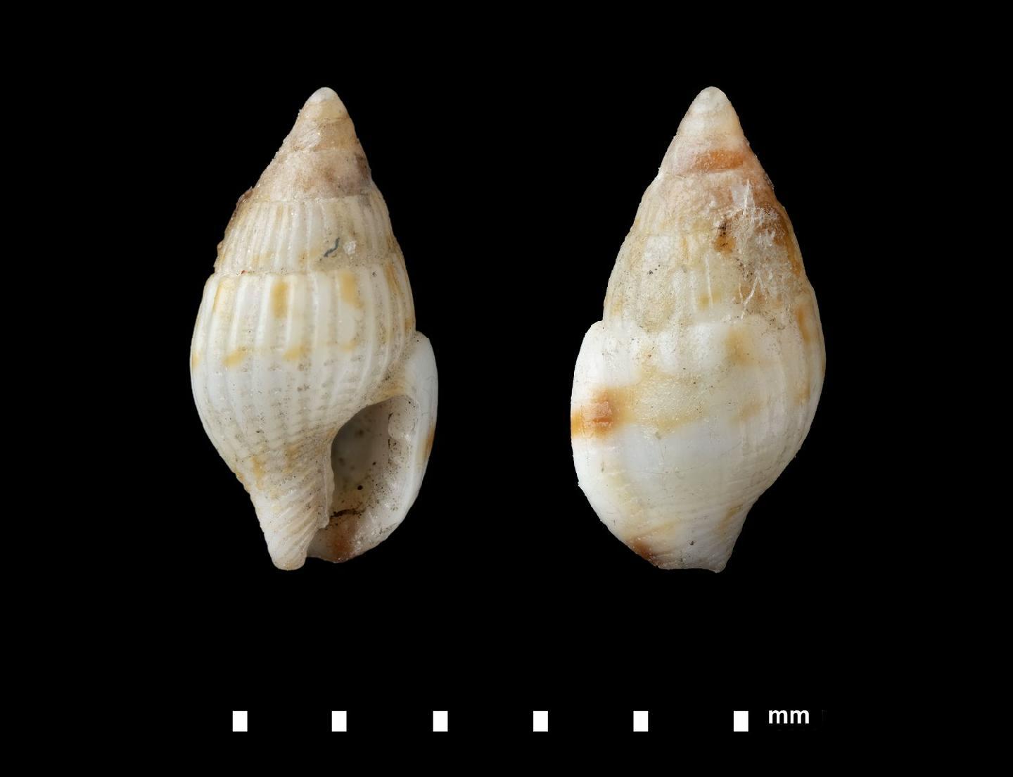 To NHMUK collection (Columbella crassilabris Reeve, 1859; HOLOTYPE; NHMUK:ecatalogue:7837080)