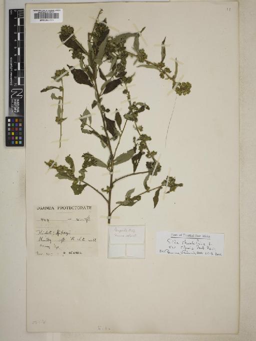 Sida rhombifolia subsp. riparia - BM000827373
