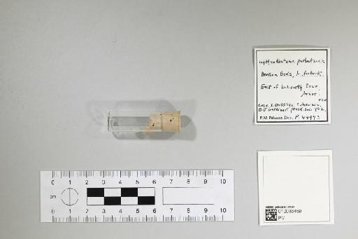 Ichthyokentema purbeckensis (Davies, 1887) - 010036469_L010041562